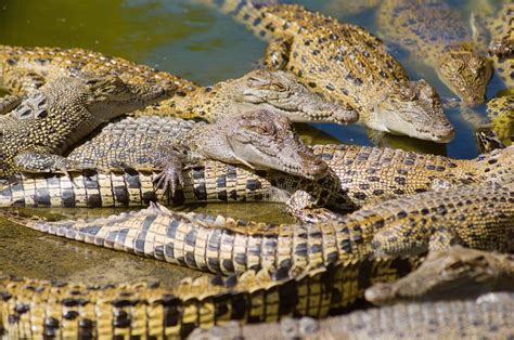 hermes crocodile farm video|pri farming.